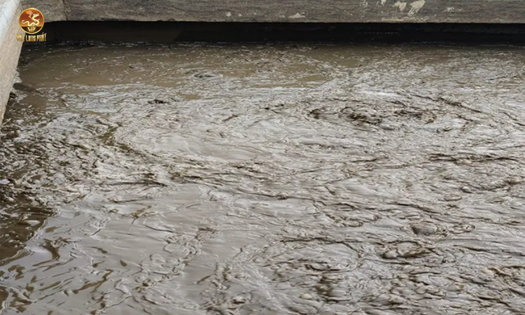 Nguyên Nhân Tạo Ra Bùn Thải tại việt long phát